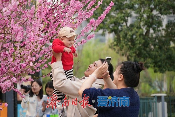 济南泉城广场榆叶梅“花漾”绽放!