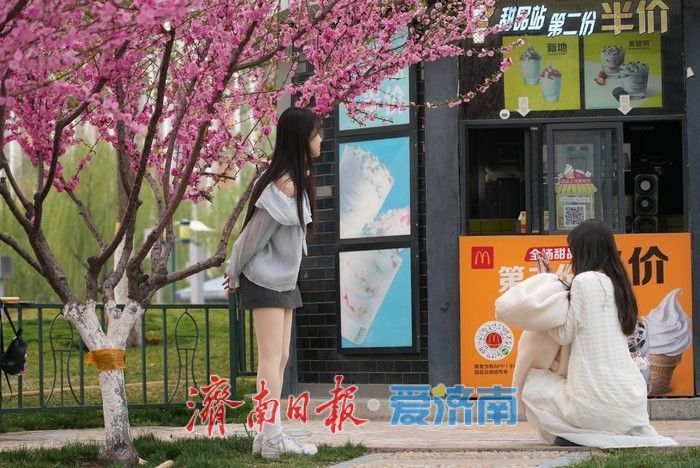 济南泉城广场榆叶梅“花漾”绽放!