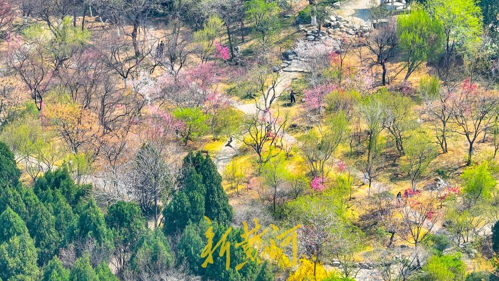 春色满园绿满山 俯瞰千佛山醉人春光