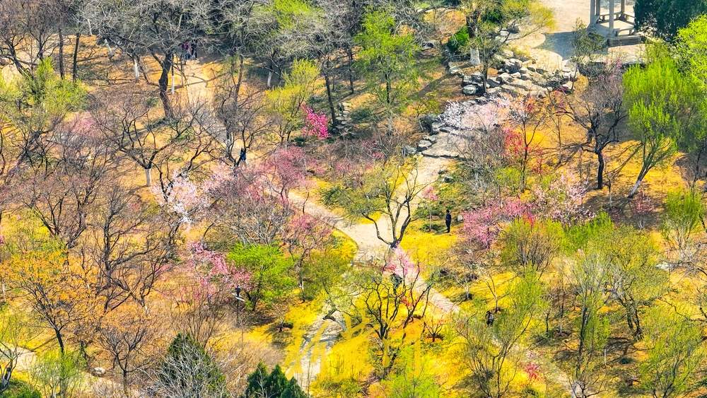 春色满园绿满山 俯瞰千佛山醉人春光