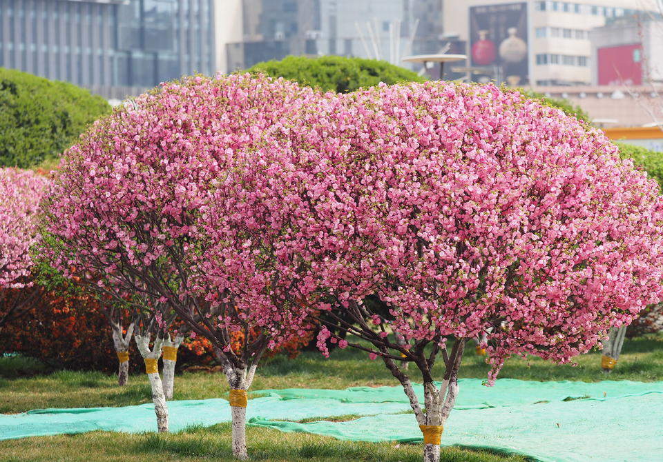 济南泉城广场榆叶梅变身“花球”，引游客竞相打卡