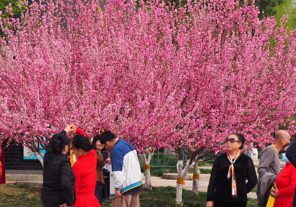 济南泉城广场榆叶梅变身“花球”，引游客竞相打卡