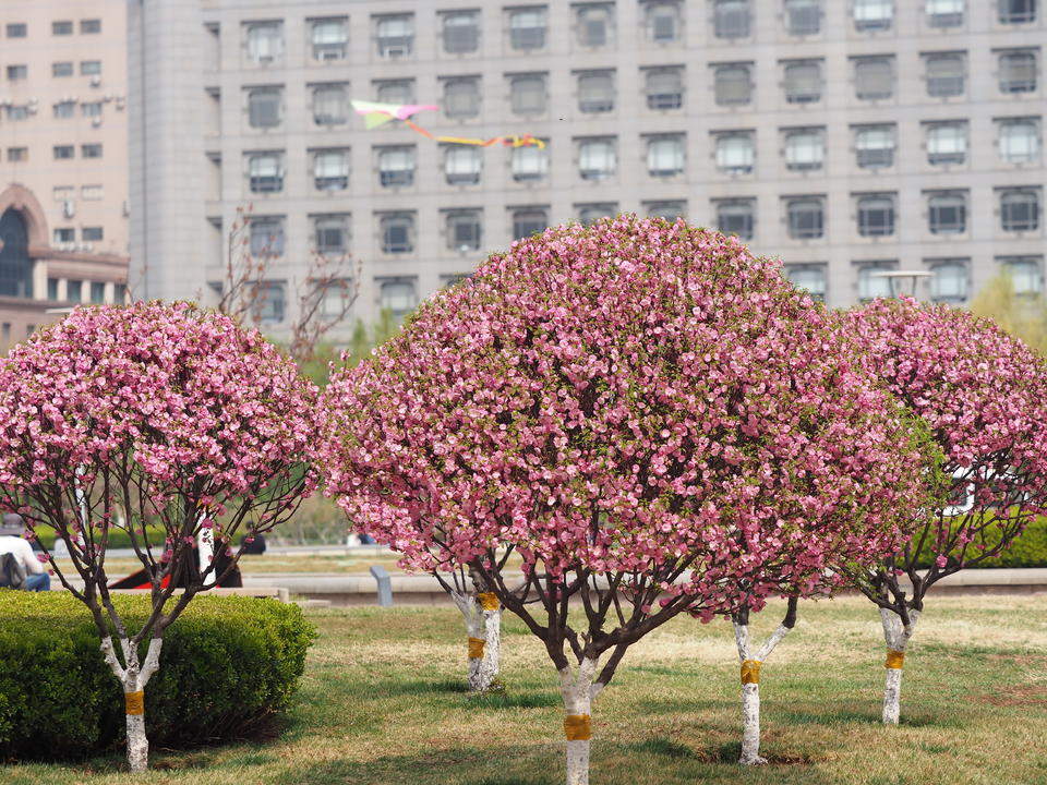 济南泉城广场榆叶梅变身“花球”，引游客竞相打卡