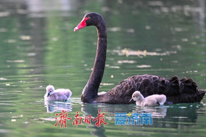 萌翻了!大明湖黑天鹅首次诞生五只鹅宝宝