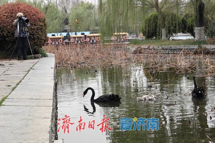 萌翻了!大明湖黑天鹅首次诞生五只鹅宝宝