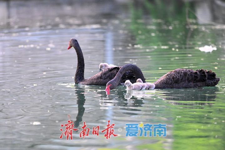 萌翻了!大明湖黑天鹅首次诞生五只鹅宝宝