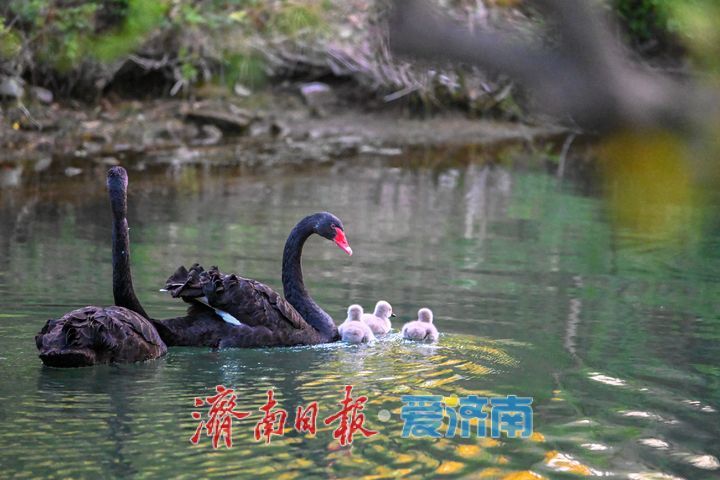 萌翻了!大明湖黑天鹅首次诞生五只鹅宝宝