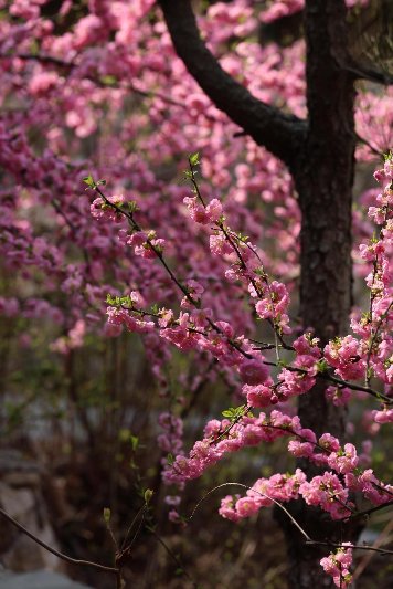 济南九顶塔景区3月29日焕新开园！“九顶塔•不夜山”点亮泉城夜游新地标