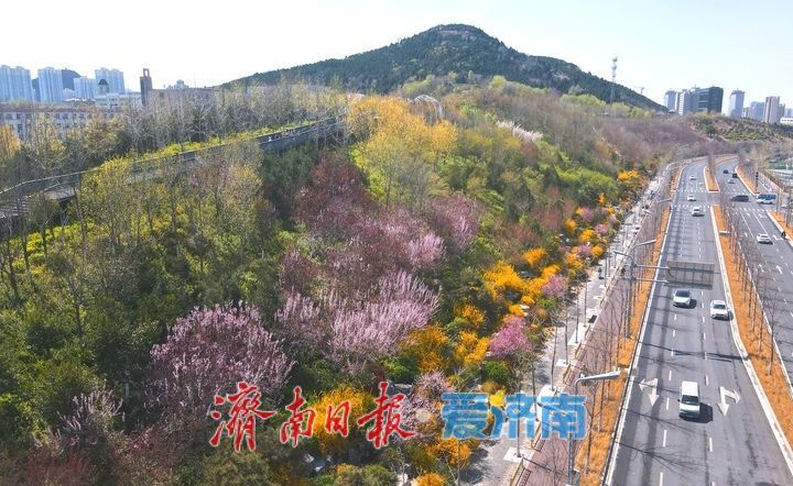 绿脊连天混一色，漫山春花入城来