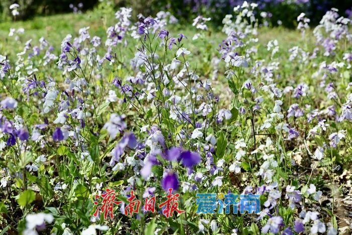 千佛山南麓二月兰盛开,绘就紫色春日盛景