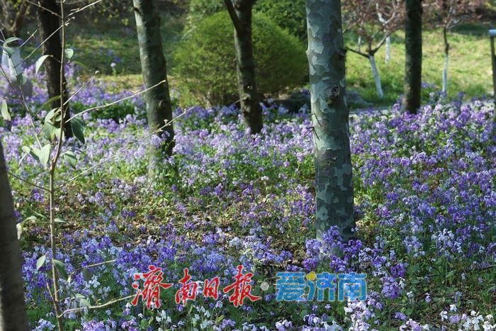 千佛山南麓二月兰盛开,绘就紫色春日盛景