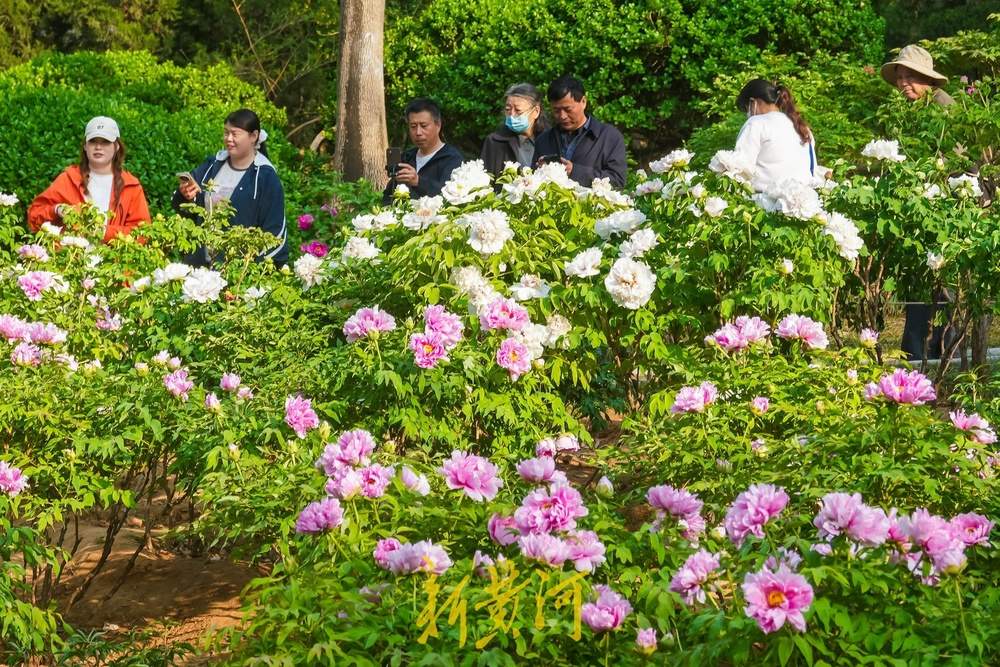 一年四季 泉在济南｜姹紫嫣红迎客来！泉城牡丹盛放进入最佳观赏期