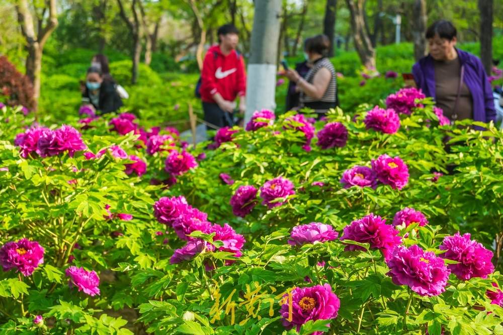 一年四季 泉在济南｜姹紫嫣红迎客来！泉城牡丹盛放进入最佳观赏期