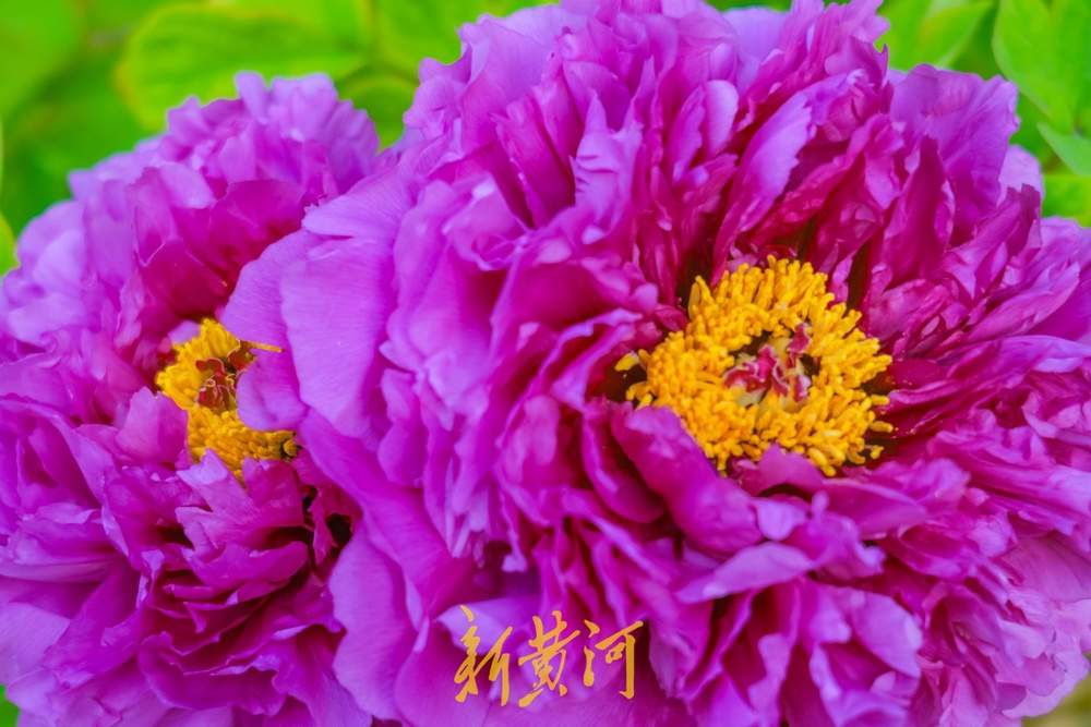 一年四季 泉在济南｜姹紫嫣红迎客来！泉城牡丹盛放进入最佳观赏期
