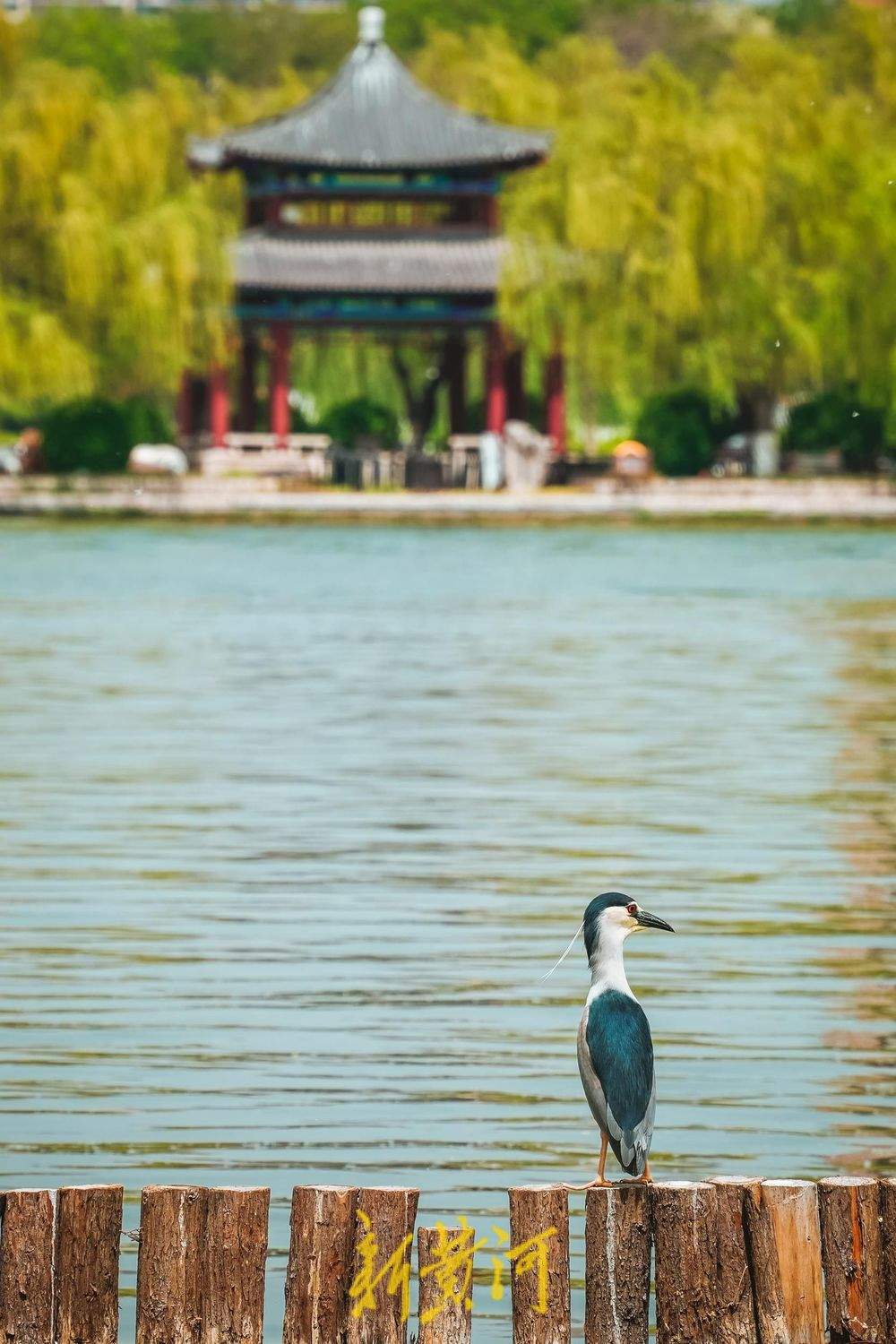 济南大明湖夜鹭翩跹,春意盎然绘就生态画卷