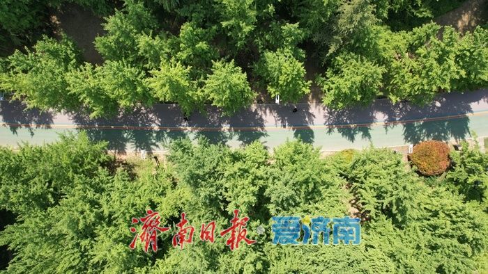 济南森林公园绿意浓,暮春时节展生机