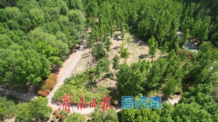 济南森林公园绿意浓,暮春时节展生机