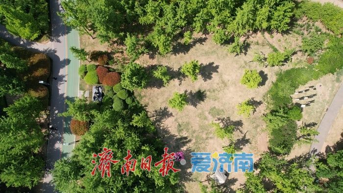 济南森林公园绿意浓,暮春时节展生机