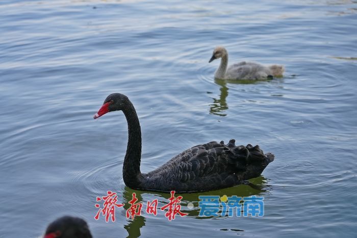 大明湖的黑天鹅宝宝,长大啦!