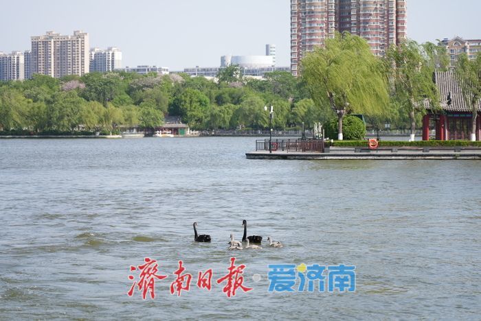 大明湖的黑天鹅宝宝,长大啦!
