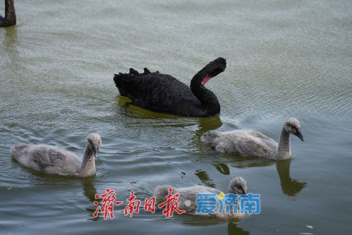 大明湖的黑天鹅宝宝,长大啦!