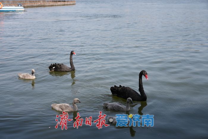 大明湖的黑天鹅宝宝,长大啦!