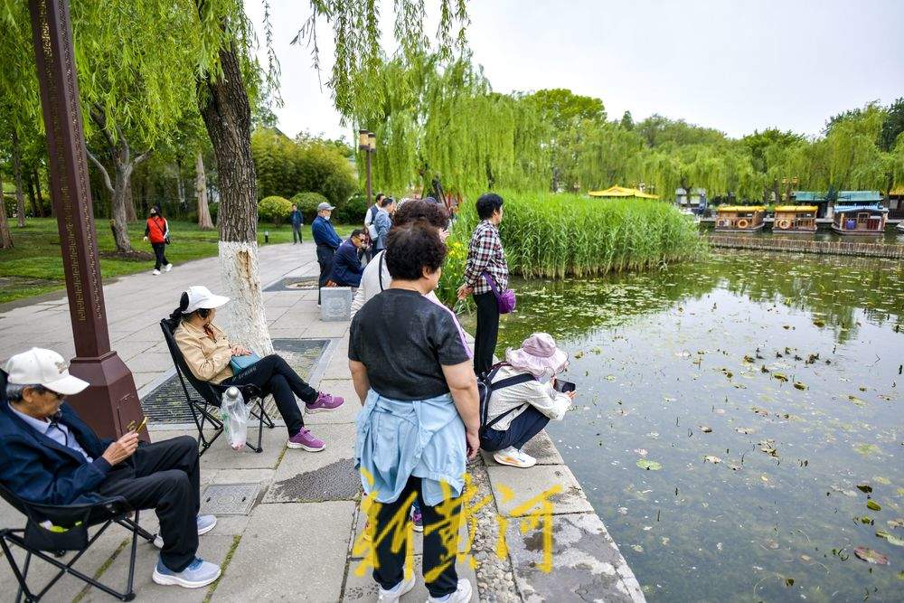 大明湖鸟儿家族添新丁
