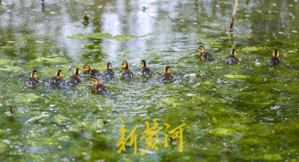 大明湖鸟儿家族添新丁