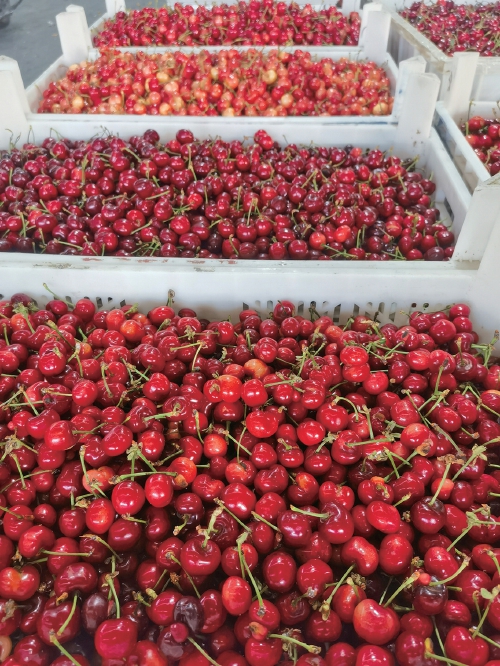 樱桃批发价较往年便宜了5元左右 本地品种已大量上市,价格受市场波动比较大