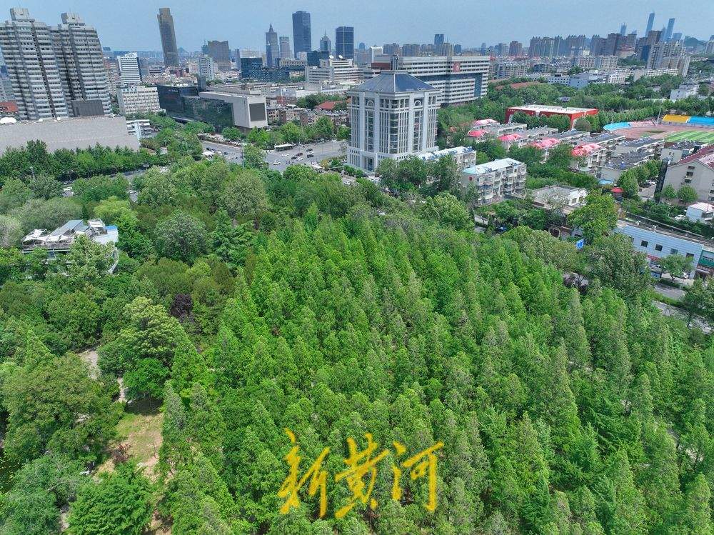 夏日水杉 绿意盎然