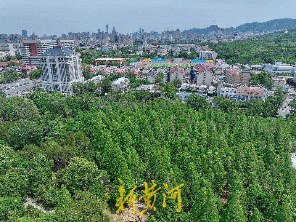 夏日水杉 绿意盎然