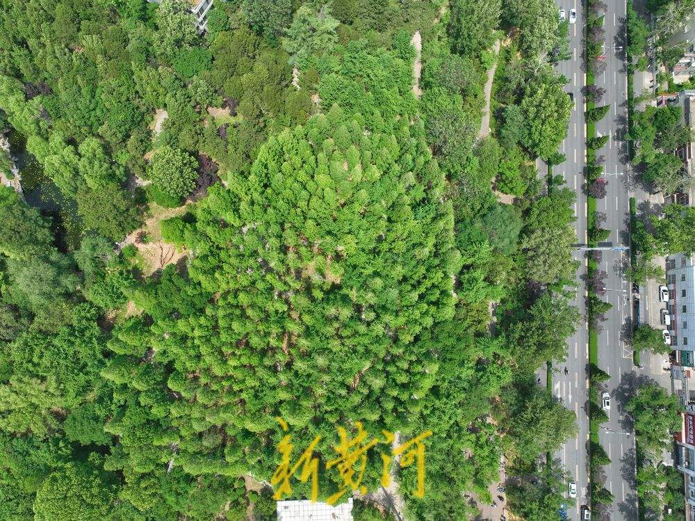 夏日水杉 绿意盎然
