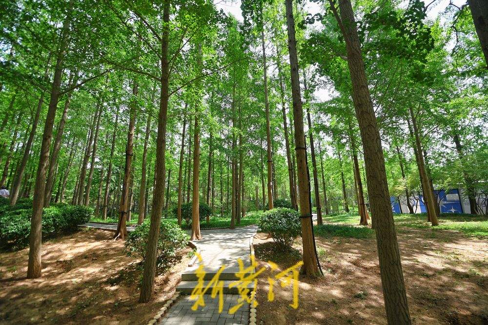 夏日水杉 绿意盎然