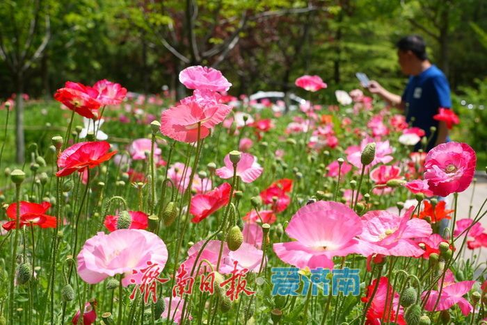 一年四季 泉在济南|五彩虞美人绽放英雄山,游客沉醉花海忙定格