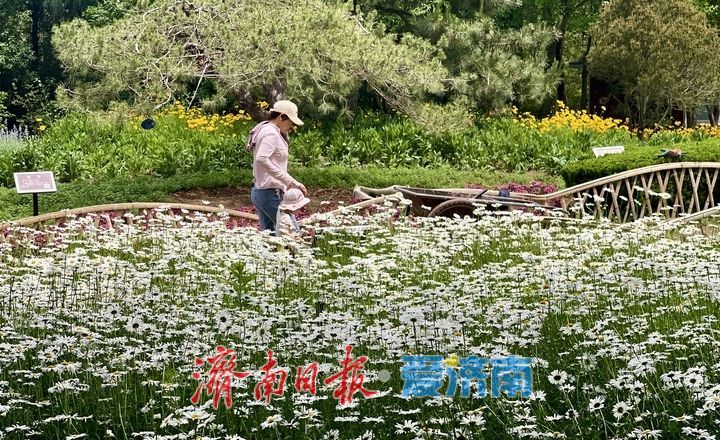 泉城五月花事浓!济南花圃公园化身“天然调色盘”
