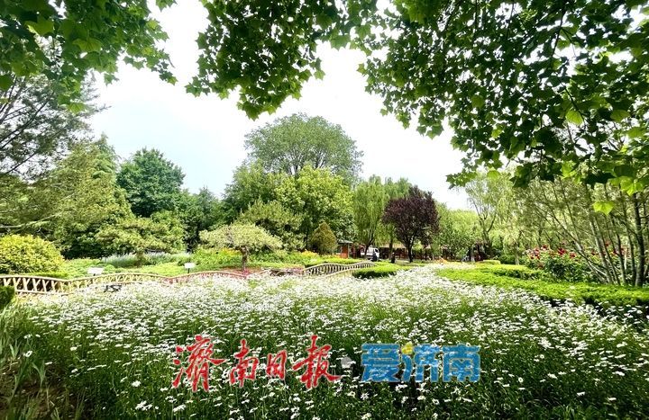 泉城五月花事浓!济南花圃公园化身“天然调色盘”