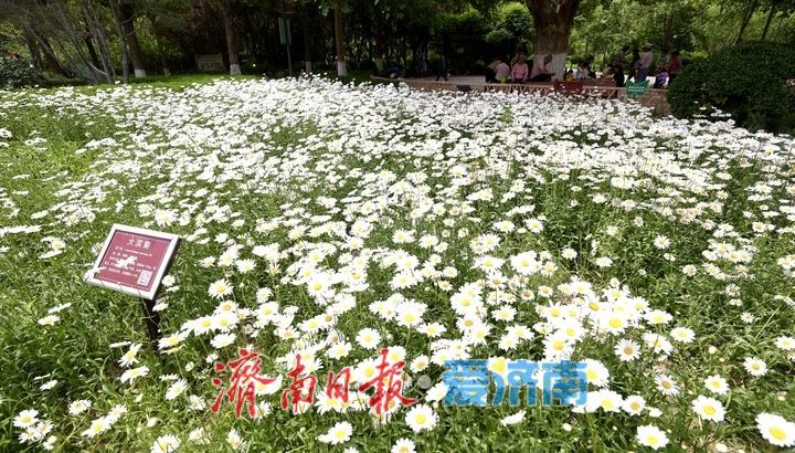 泉城五月花事浓!济南花圃公园化身“天然调色盘”