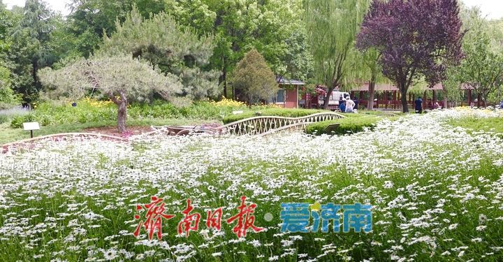 泉城五月花事浓!济南花圃公园化身“天然调色盘”