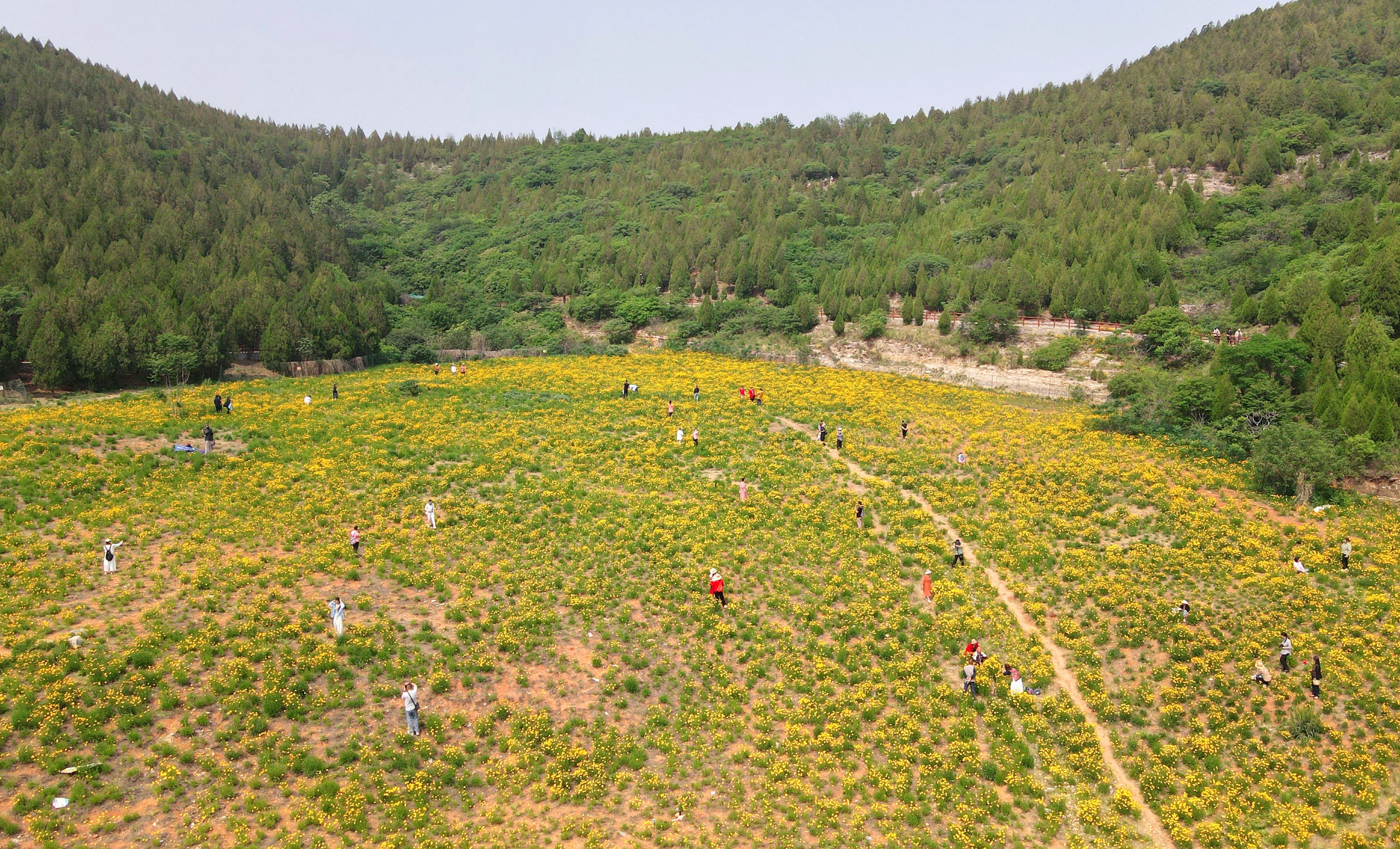 一年四季 泉在济南丨一年一度别错过！初夏时节泉城金鸡菊花海美爆了