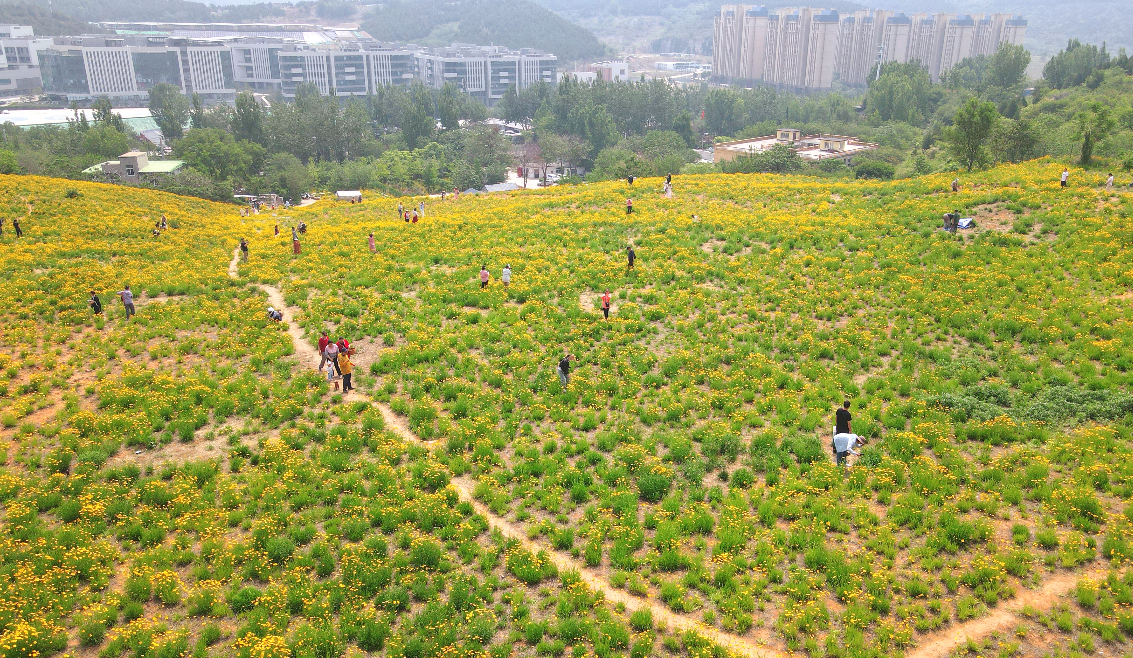 一年四季 泉在济南丨一年一度别错过！初夏时节泉城金鸡菊花海美爆了
