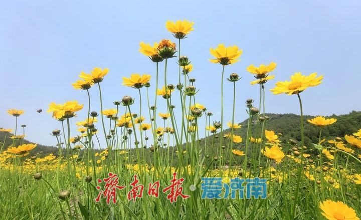 一年四季 泉在济南丨一年一度别错过！初夏时节泉城金鸡菊花海美爆了