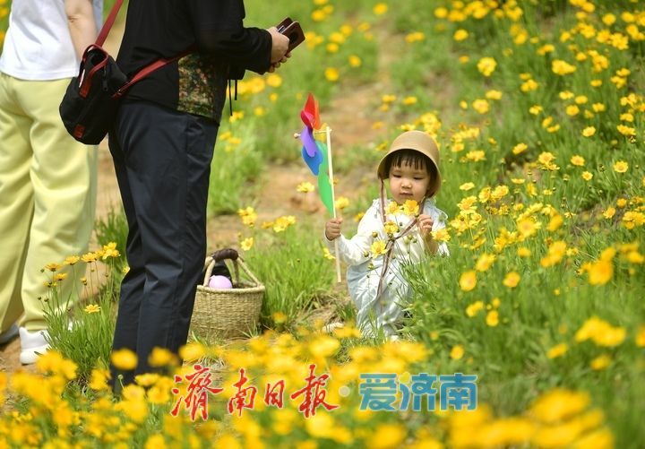 一年四季 泉在济南丨一年一度别错过！初夏时节泉城金鸡菊花海美爆了