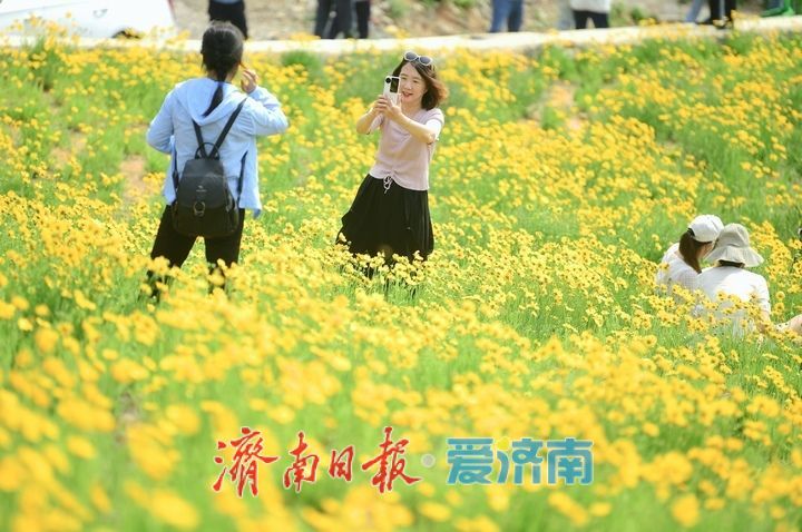 一年四季 泉在济南丨一年一度别错过！初夏时节泉城金鸡菊花海美爆了