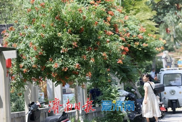 百花洲畔凌霄花开 垂挂成“红瀑”引客来