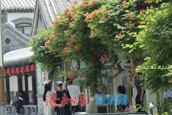 百花洲畔凌霄花开 垂挂成“红瀑”引客来