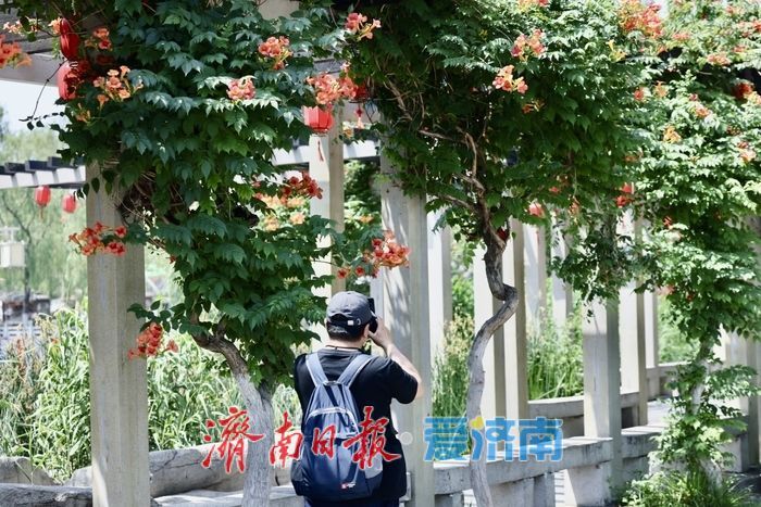 百花洲畔凌霄花开 垂挂成“红瀑”引客来
