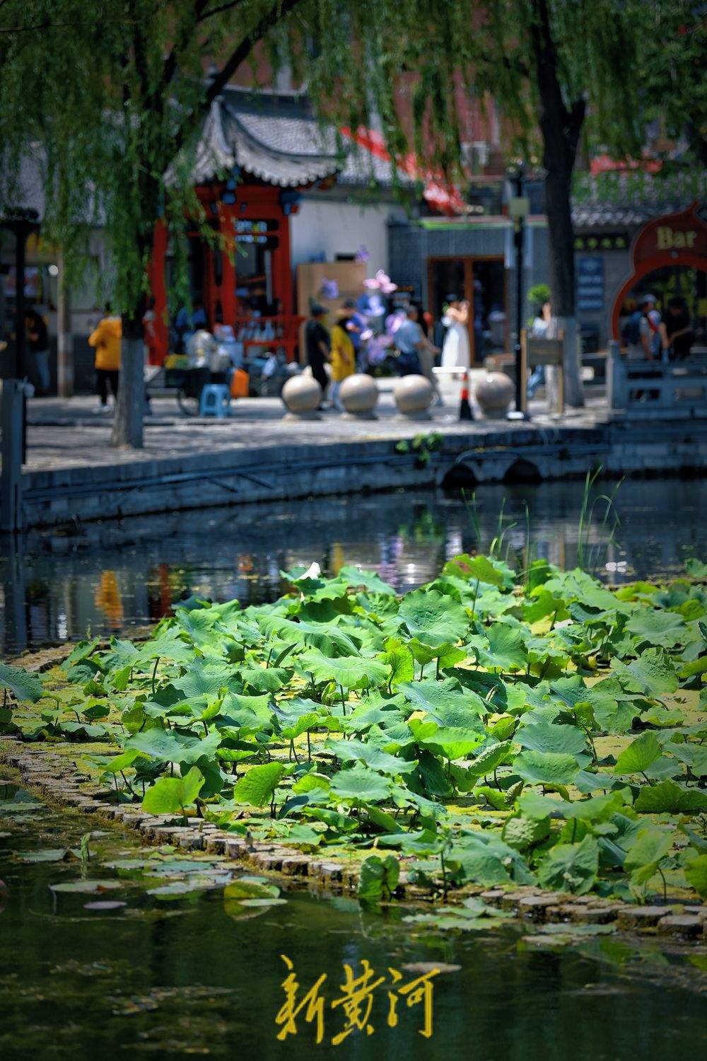 一年四季 泉在济南｜夏日炎炎 百花洲畔荷叶田田