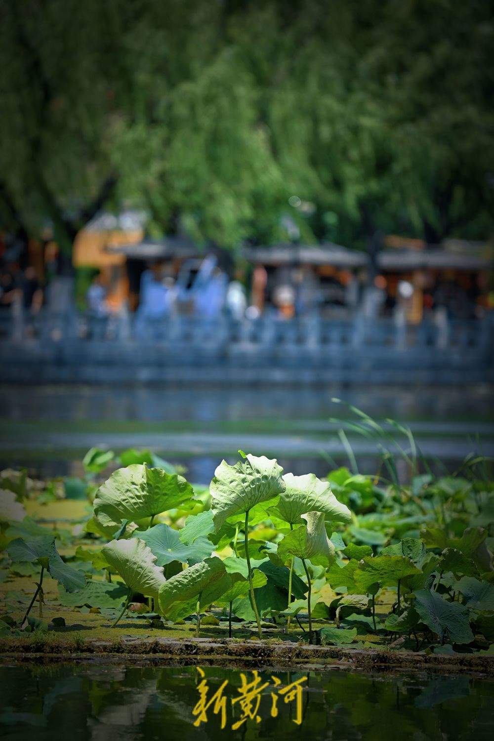 一年四季 泉在济南｜夏日炎炎 百花洲畔荷叶田田