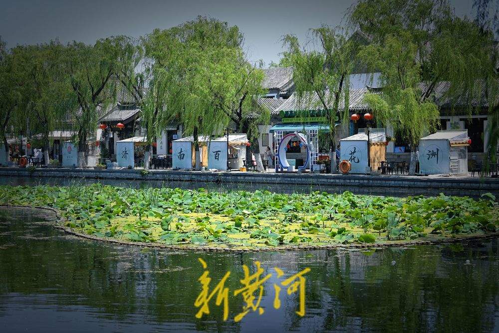 一年四季 泉在济南｜夏日炎炎 百花洲畔荷叶田田