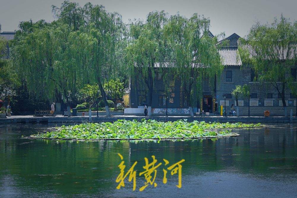 一年四季 泉在济南｜夏日炎炎 百花洲畔荷叶田田